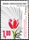 Il tulipano rosso e bianco